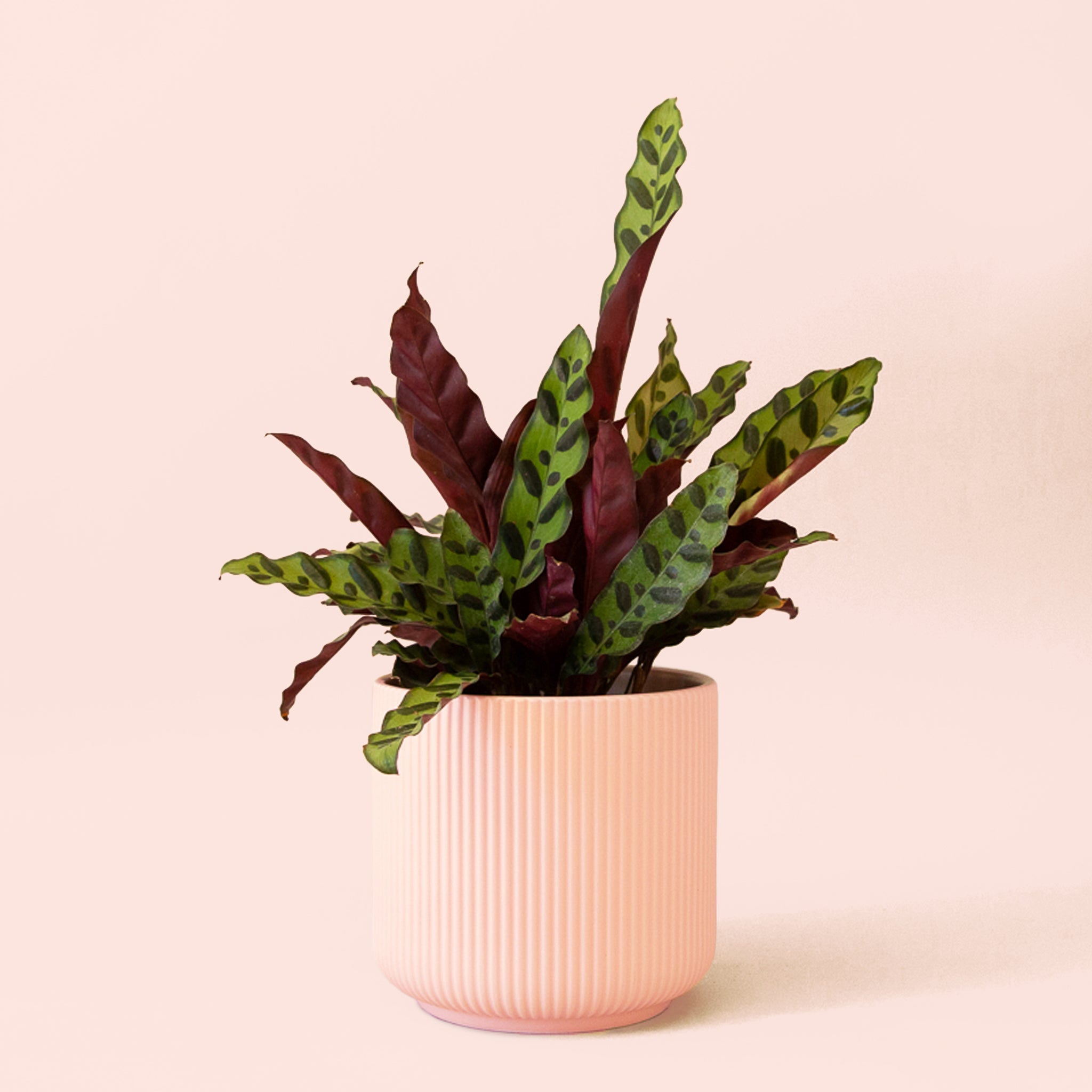 rattlesnake house plant Calathea Lancifolia