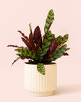 Calathea Lancifolia | Rattlesnake Plant