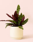 Calathea Lancifolia | Rattlesnake Plant