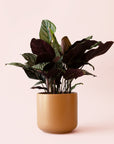 Calathea | Ornata