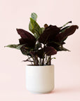 Calathea | Ornata