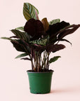 Calathea | Ornata