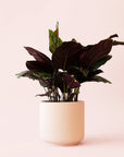 Calathea | Ornata