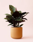 Calathea | Ornata