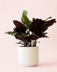 Calathea | Ornata