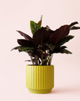 Calathea | Ornata