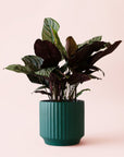 Calathea | Ornata