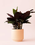 Calathea | Ornata