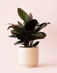 Calathea | Ornata