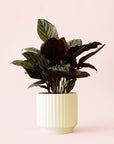 Calathea | Ornata