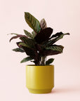 Calathea | Ornata