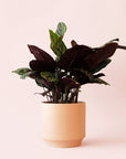 Calathea | Ornata