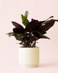 Calathea | Ornata