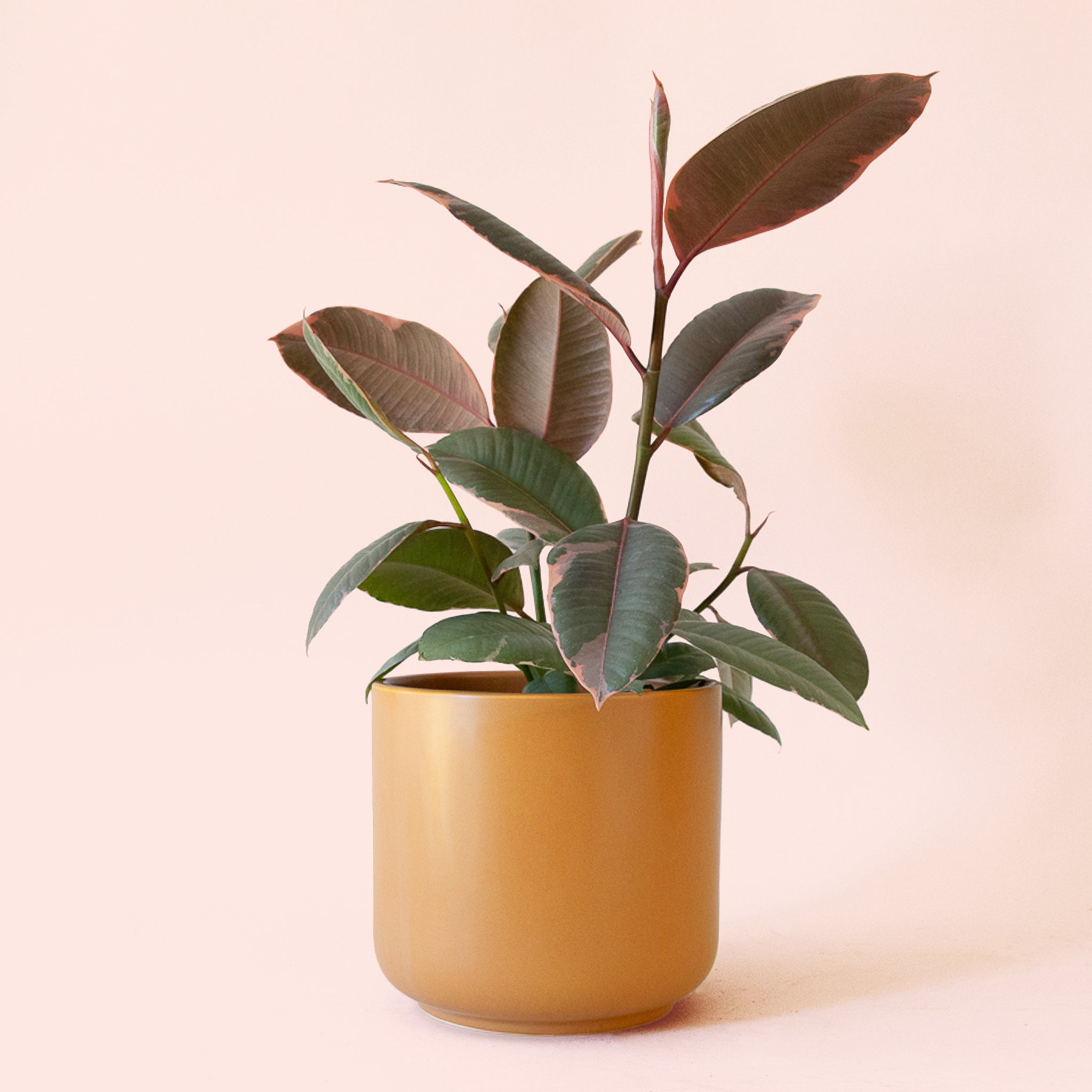 west elm rubber tree Ficus Elastica