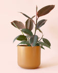 Ficus Elastica | Ruby