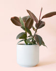 Ficus Elastica | Ruby