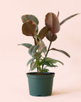 Ficus Elastica | Ruby