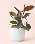 Ficus Elastica | Ruby