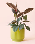 Ficus Elastica | Ruby