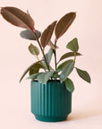 Ficus Elastica | Ruby
