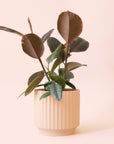 Ficus Elastica | Ruby