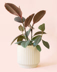 Ficus Elastica | Ruby