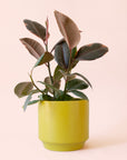 Ficus Elastica | Ruby