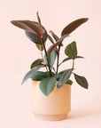 Ficus Elastica | Ruby