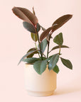 Ficus Elastica | Ruby