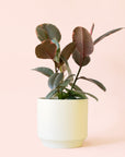 Ficus Elastica | Ruby