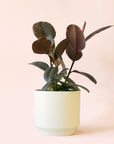 Ficus Elastica | Ruby