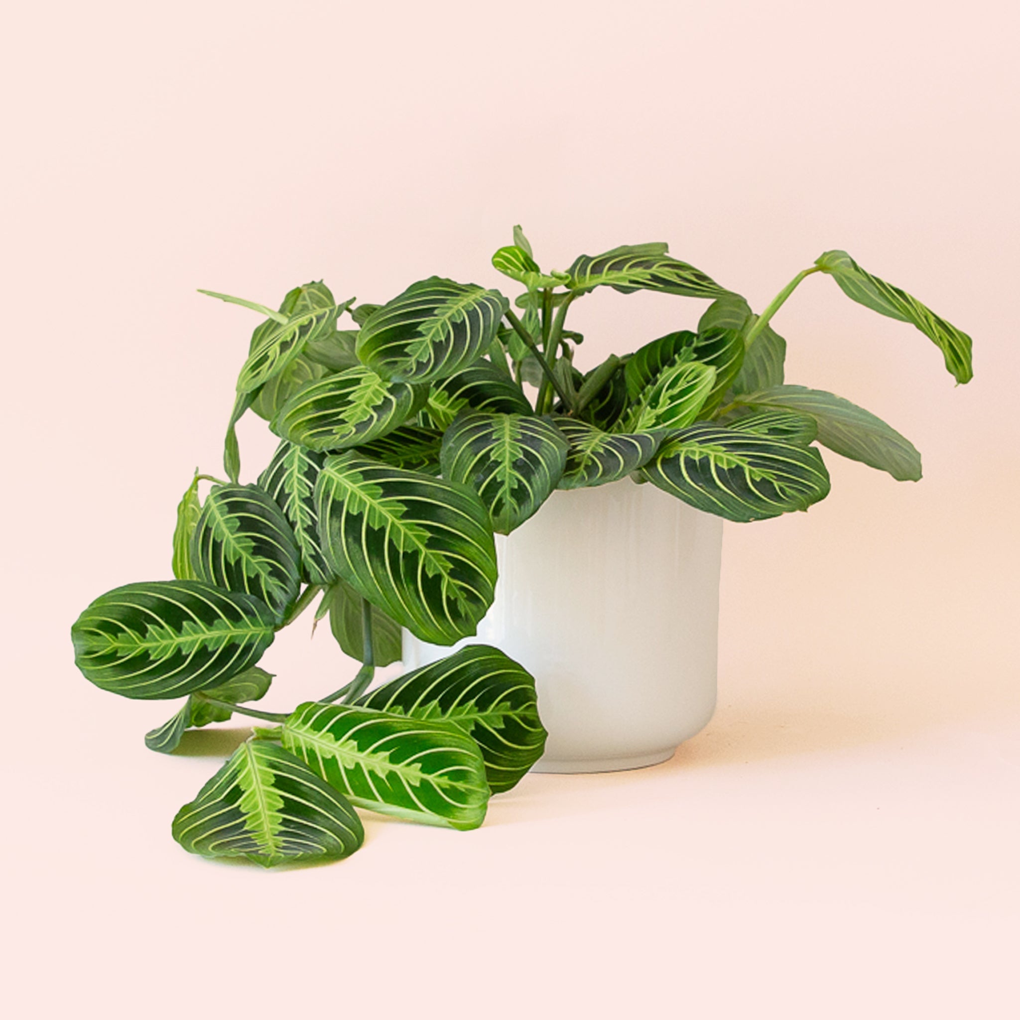 Maranta | Prayer Plant