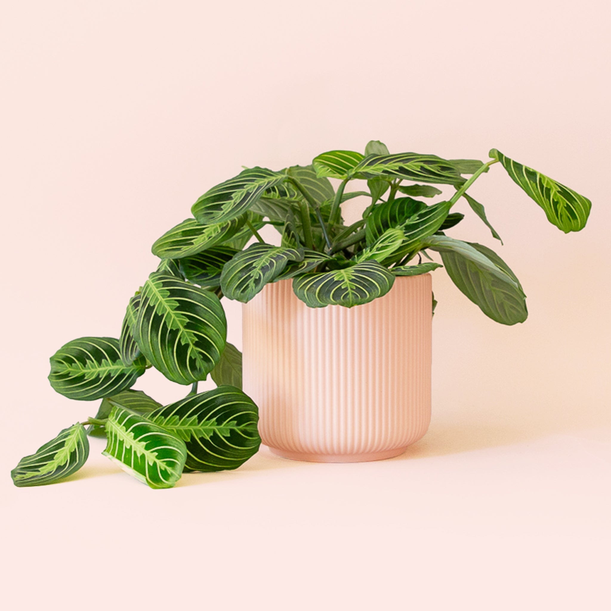 Maranta | Prayer Plant