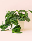 Maranta | Prayer Plant | Lemon Lime