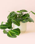 Maranta | Prayer Plant | Lemon Lime