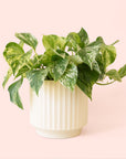 Pothos | Marble Queen