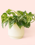 Pothos | Marble Queen