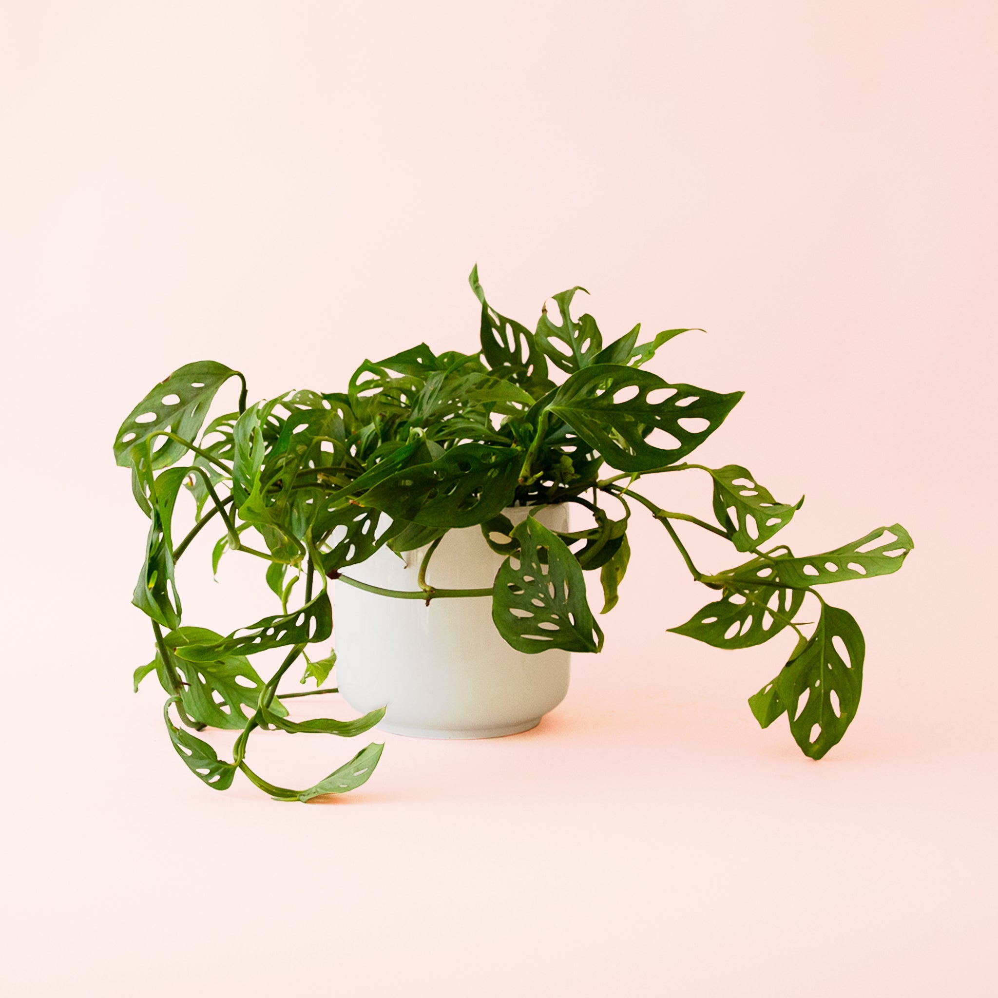 variegated swiss cheese plant Monstera Adansonii Plant - Swiss Cheese Vine