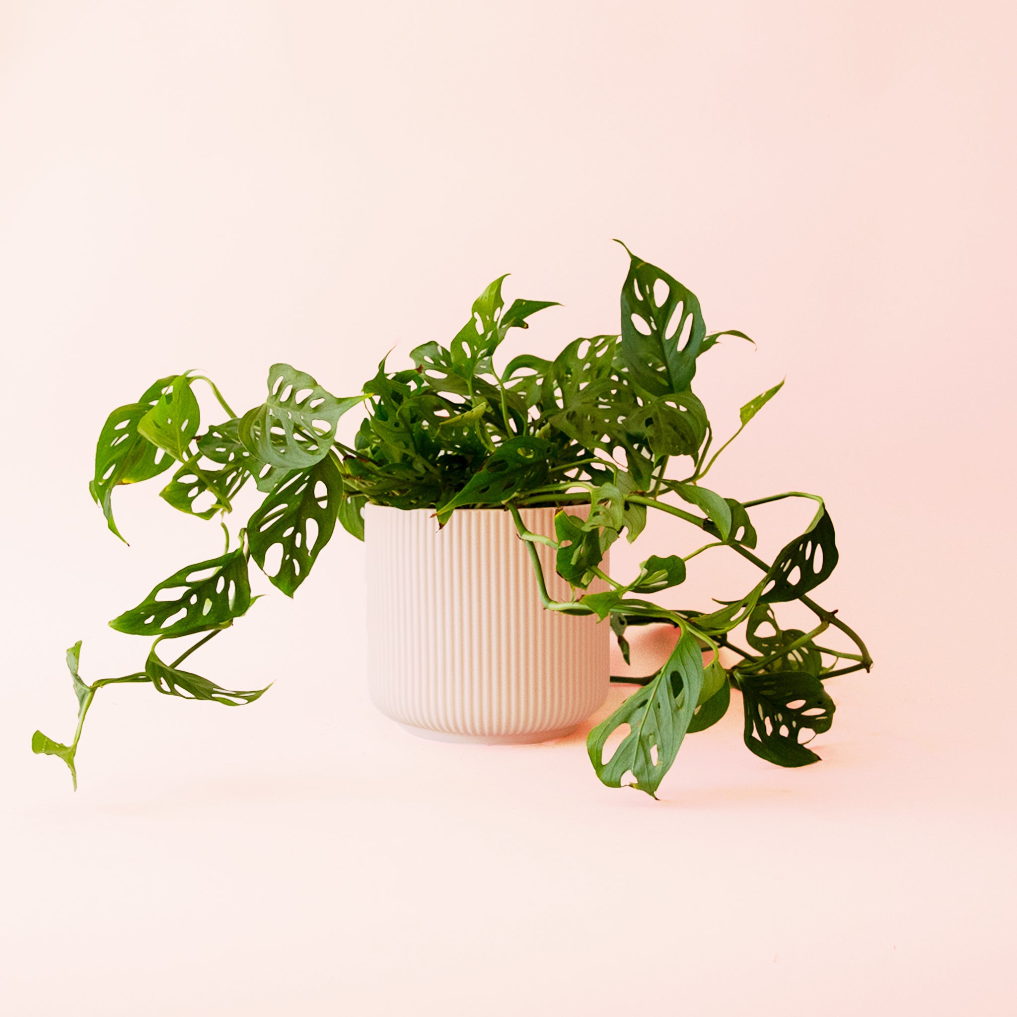 Monstera Adansonii Plant - Swiss Cheese Vine | Pigment