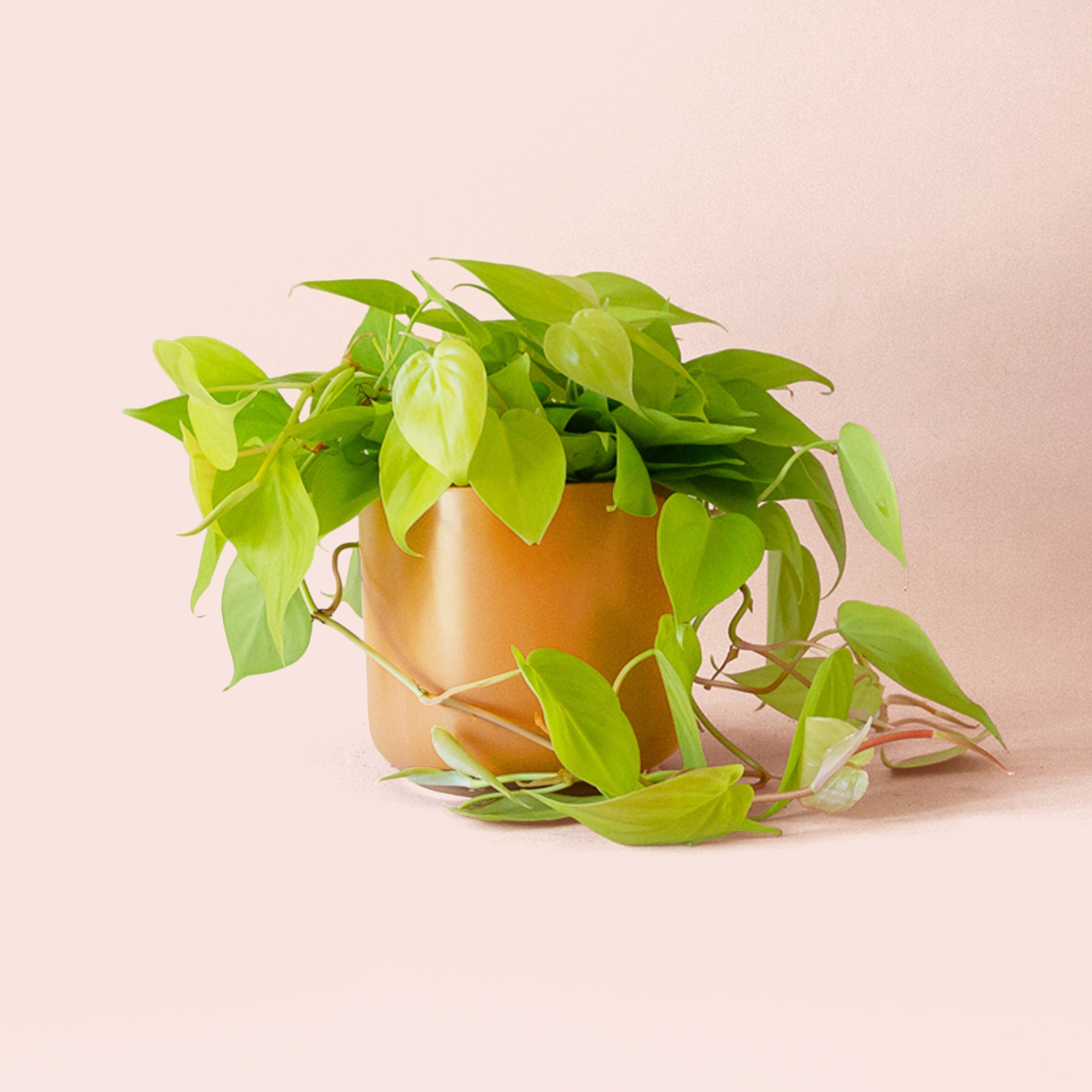 neon heart leaf philodendron vs neon pothos Philodendron