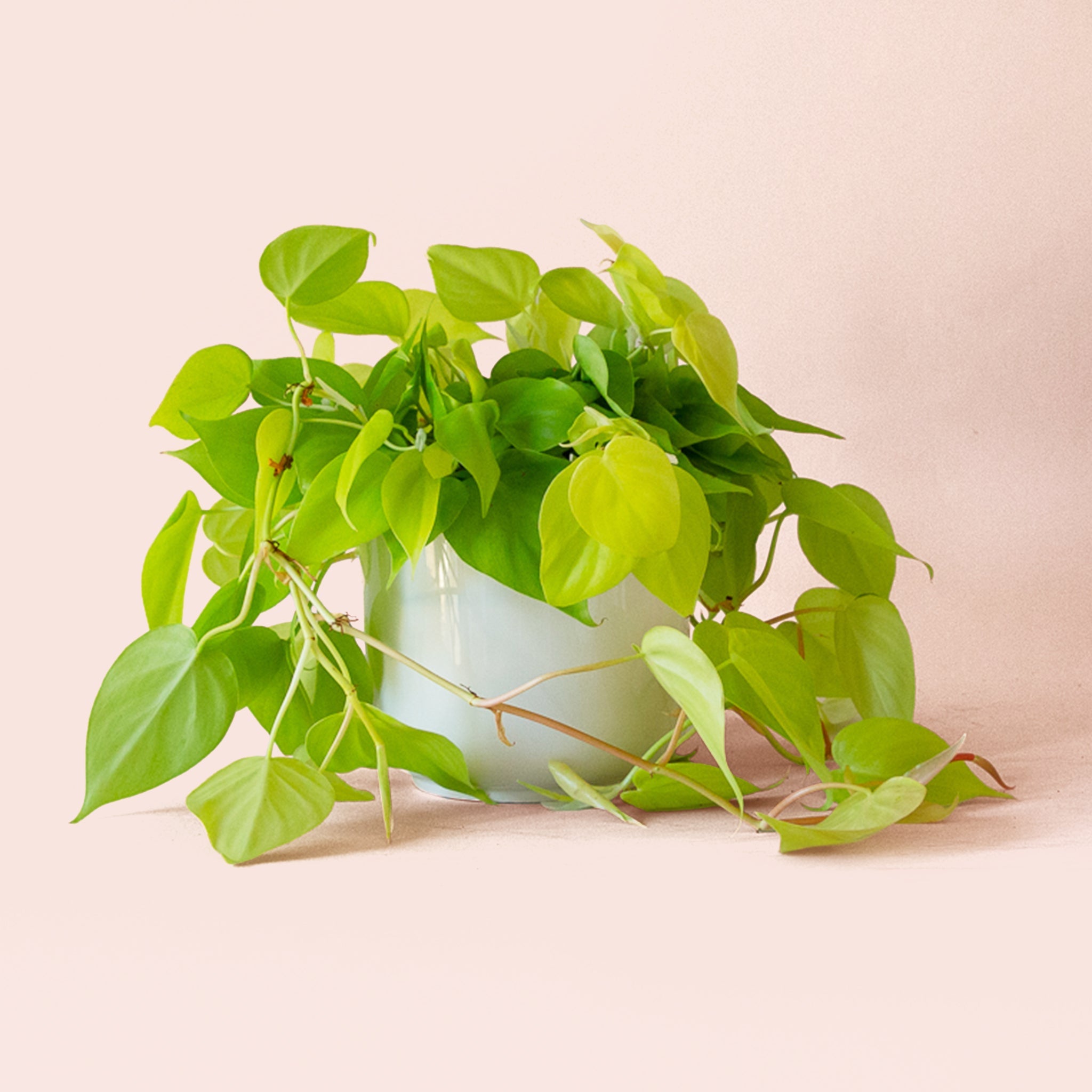 neon pothos vs lemon lime philodendron Philodendron
