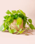Philodendron | Neon