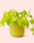Pothos | Neon