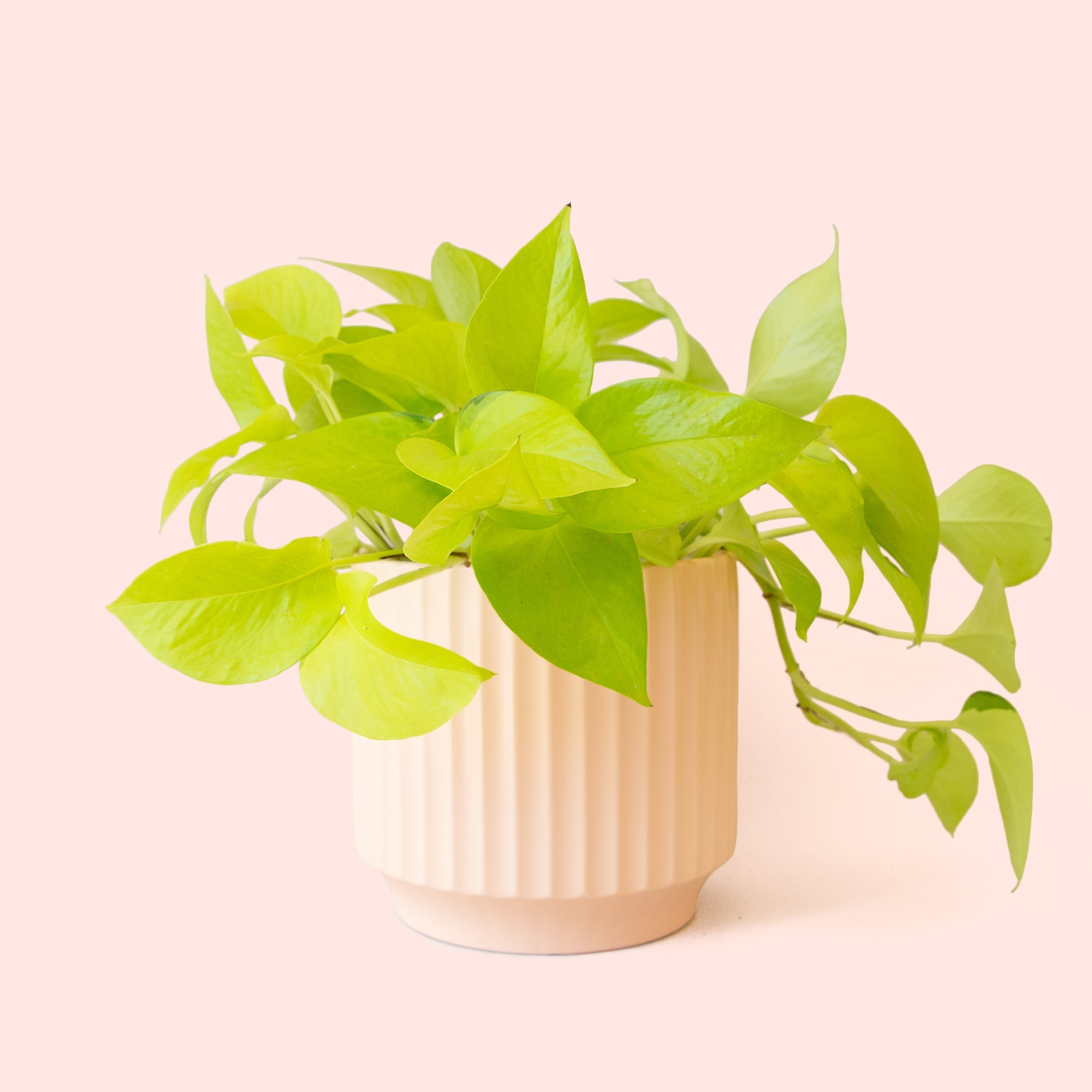neon pothos near me Pothos