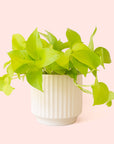 Pothos | Neon
