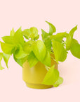 Pothos | Neon