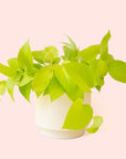 Pothos | Neon