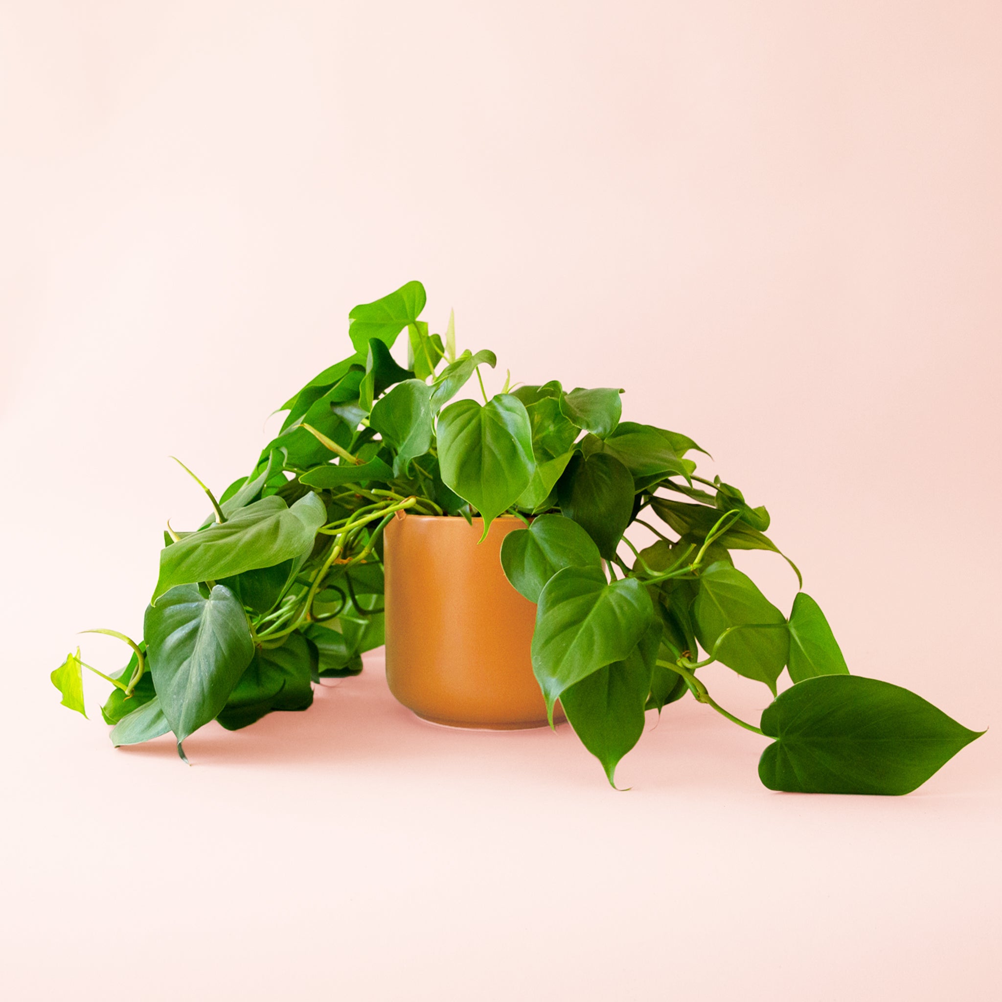 Philodendron