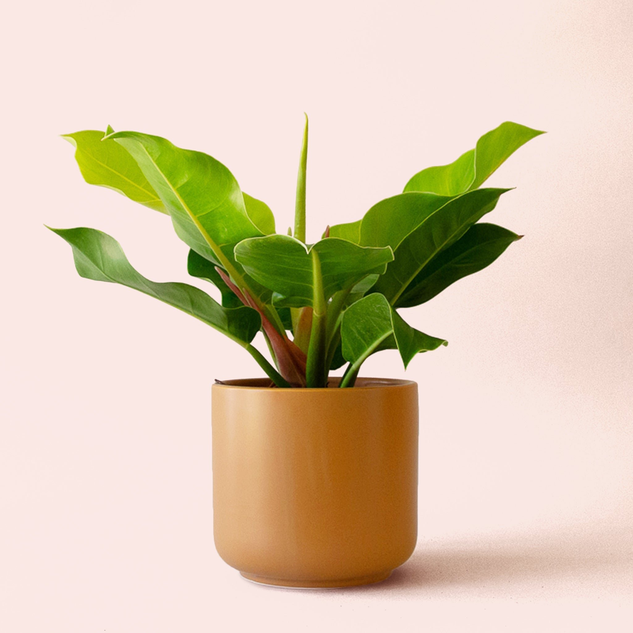 moonlight philodendron care Philodendron