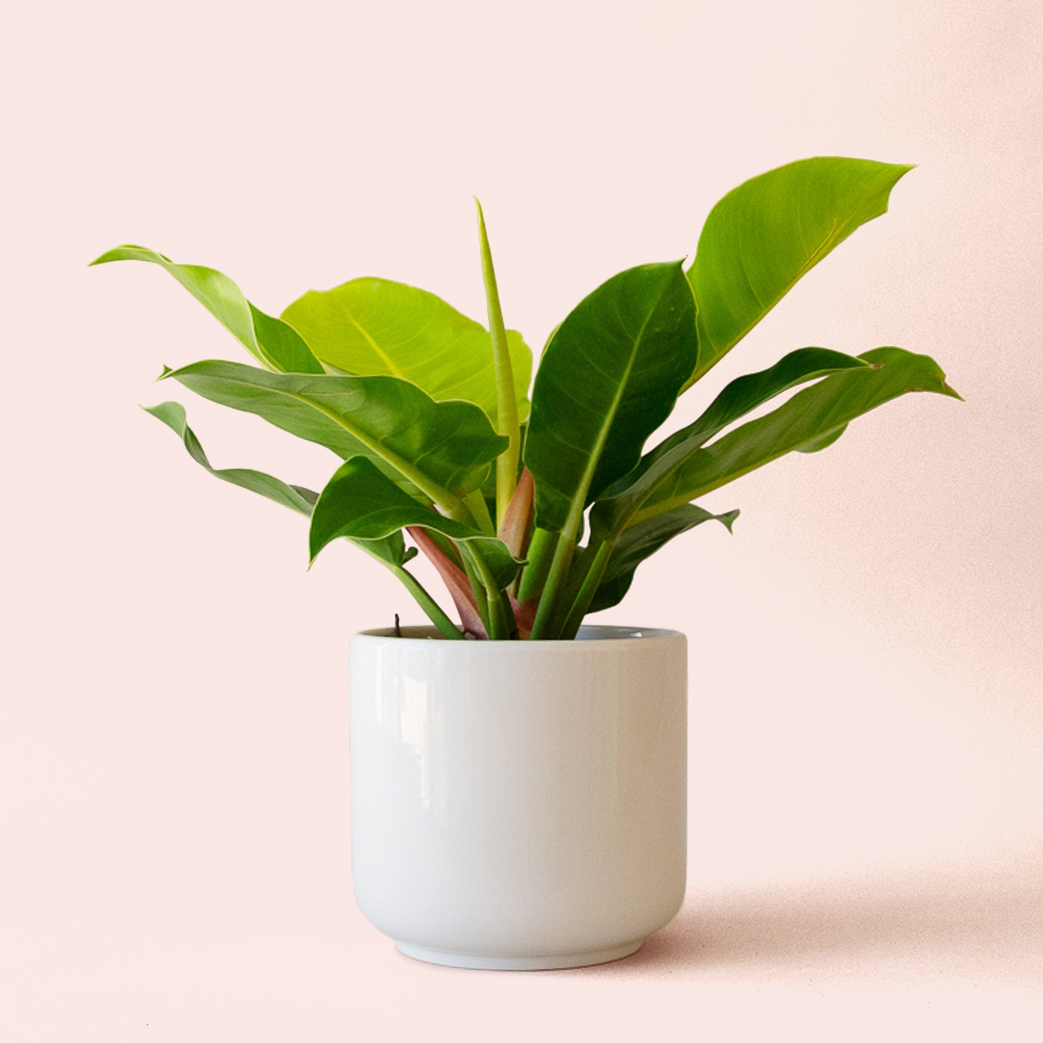 charlie philodendron Philodendron